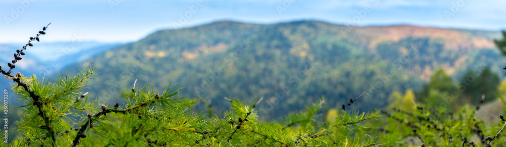 beautiful green fir branches on the background of mountains and sky, beautiful long elongated backgr