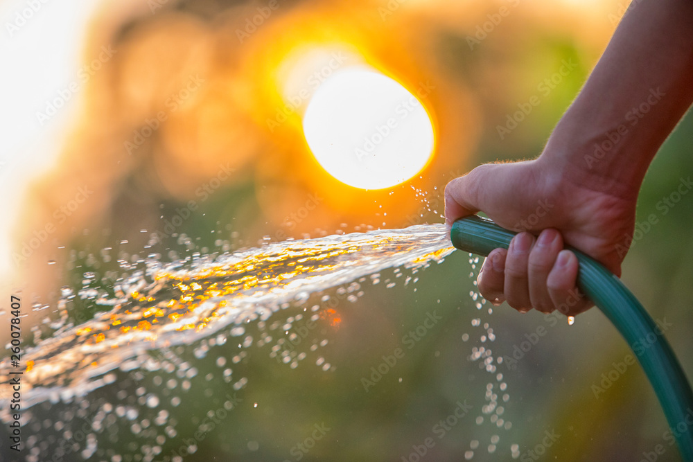 手持橡胶水管，人为花园浇水，水溅在自然背景上，