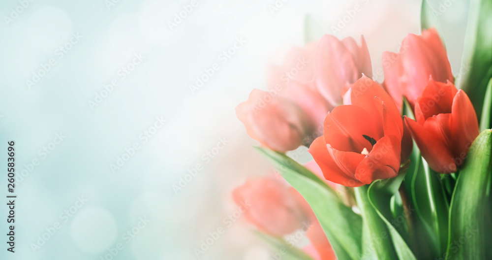 花园里美丽的春天郁金香花束，背景是博凯。