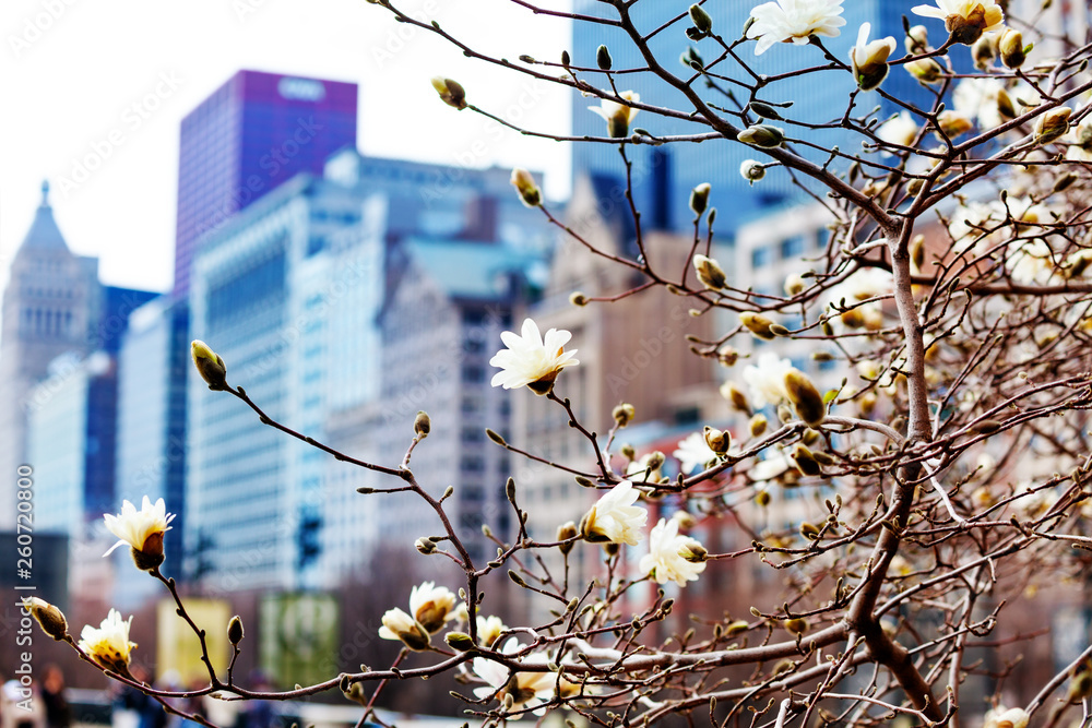 背景是芝加哥市中心的春花