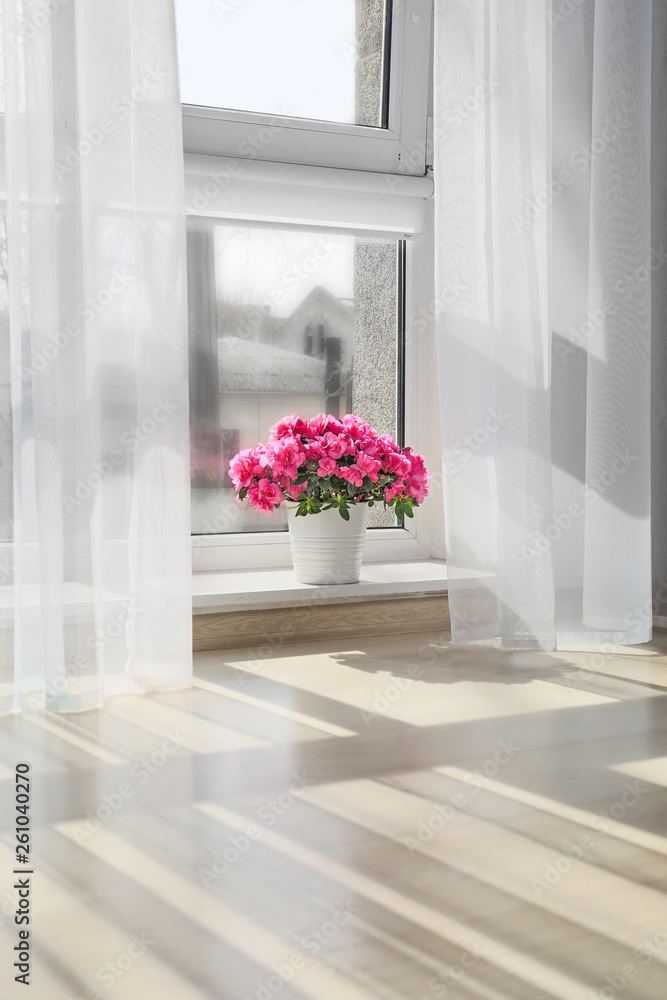 窗台上盛开着美丽的杜鹃花的花盆