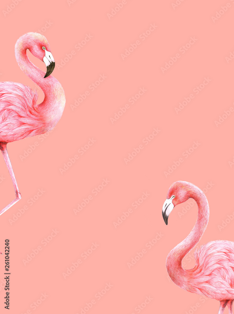 火烈鸟背景，活珊瑚色调2019，插图，彩色铅笔技术