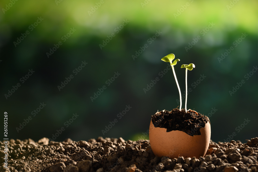 Green sprout growing out from soil in eggshells on nature background