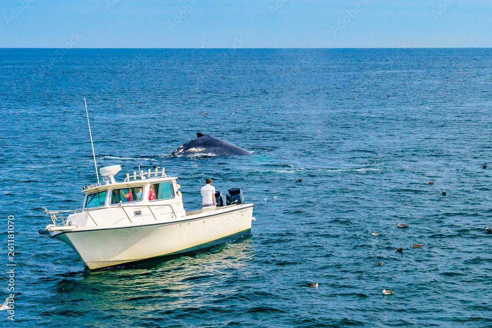 船和鲸鱼，美国马萨诸塞州科德角