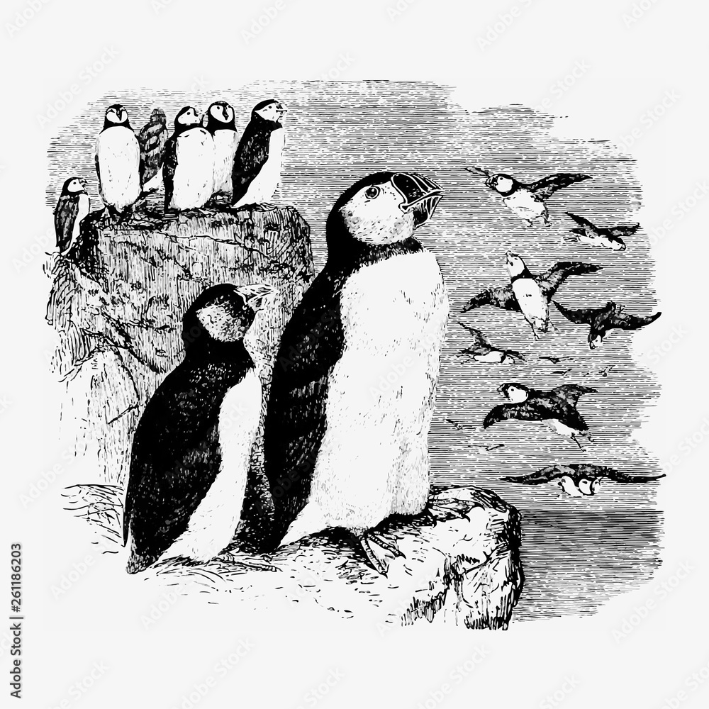 复古企鹅插图
