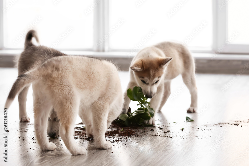 Naughty Husky puppies chewing houseplant at home