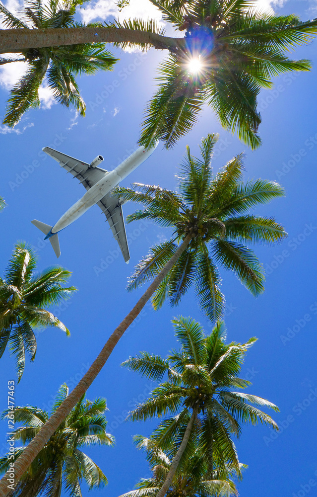 自下而上：一架商用飞机在阳光明媚的日子里飞越高耸的棕榈树