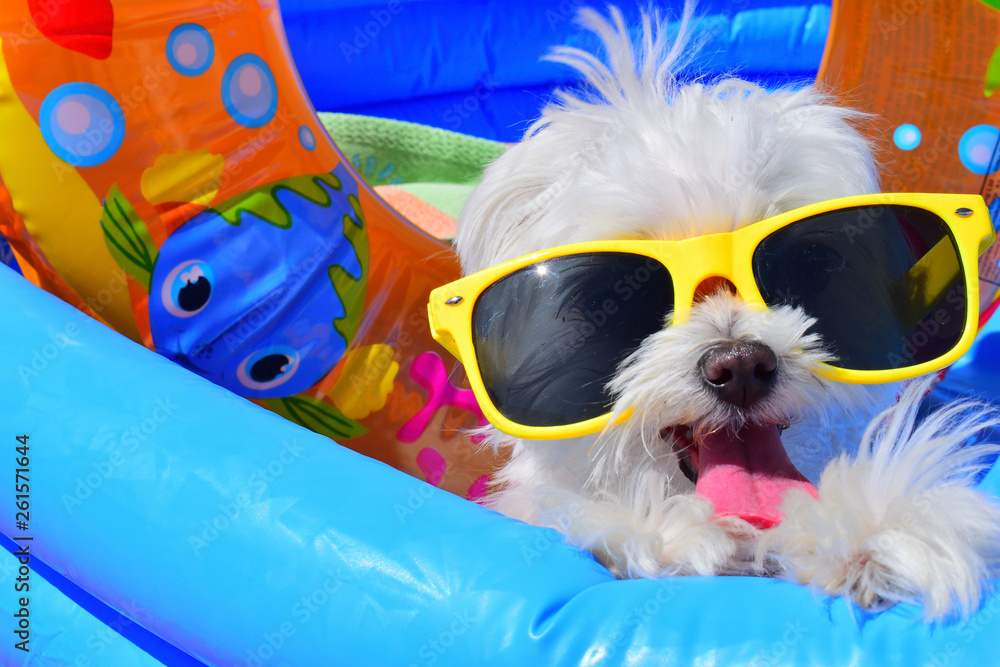 泳池里戴着墨镜的有趣小狗