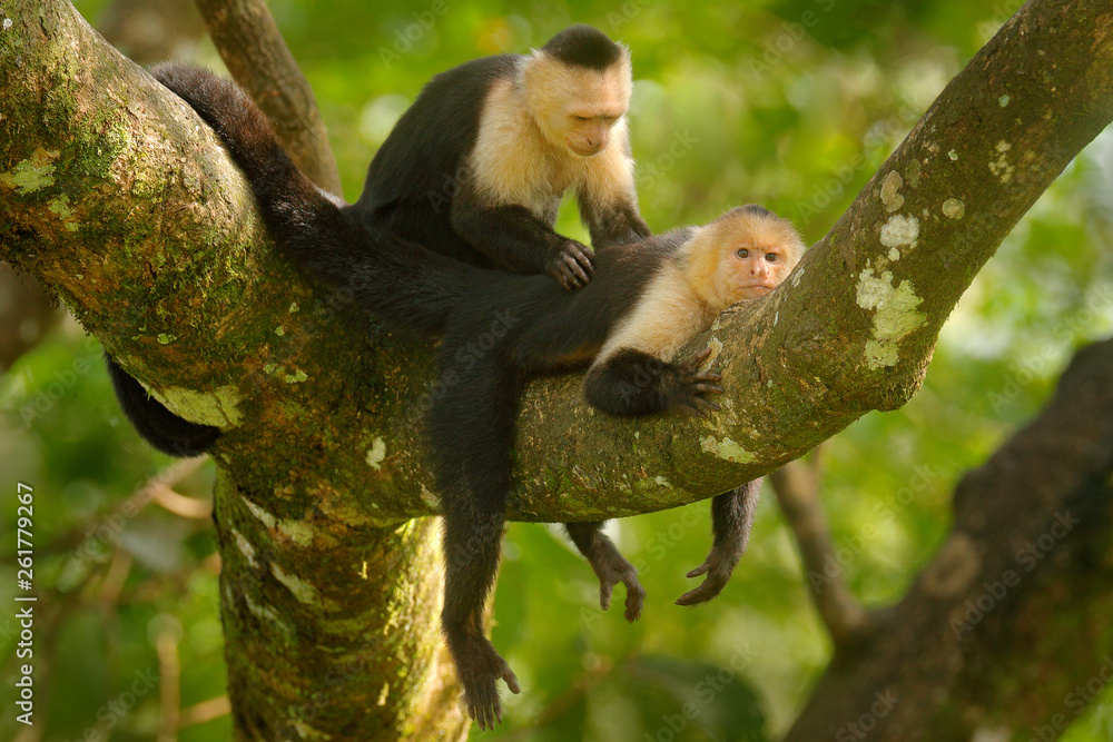 White-headed Capuchin, Cebus capucinus, black monkeys sitting on the tree branch in the dark tropica