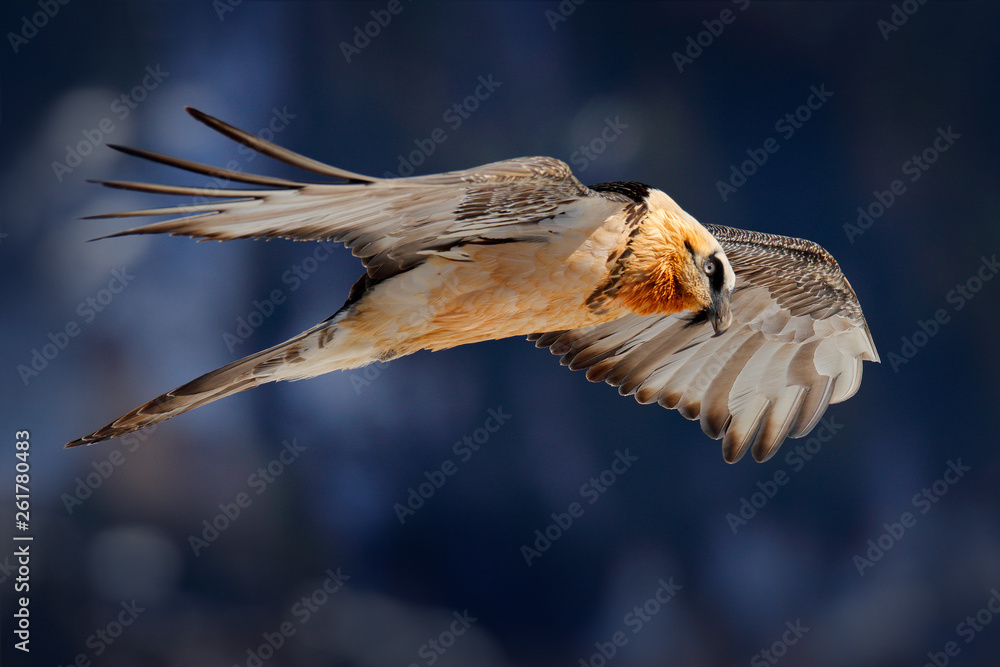 Ammergier或Beard Vulture，Gypaetus barbatus，岩山上的飞鸟。罕见的山鸟