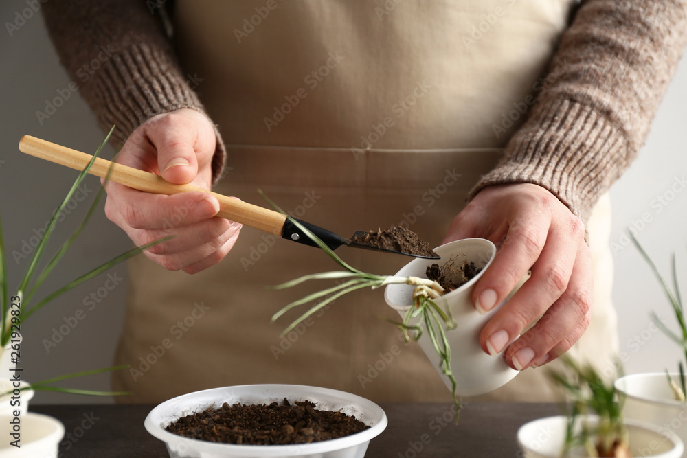 Woman transplanting fresh plants at table