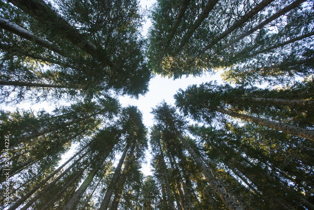 茂密的云杉林在蓝天的映衬下，从下面可以看到独特的景色。
