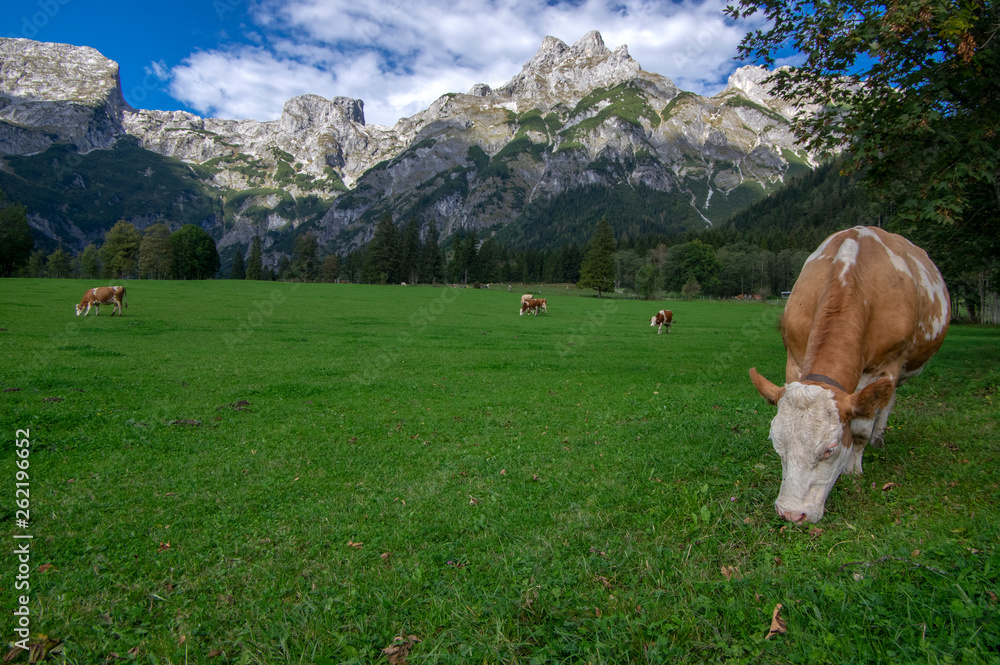 牧场上的棕色和白色奶牛，Verfenveng奥地利阿尔卑斯山，风景优美