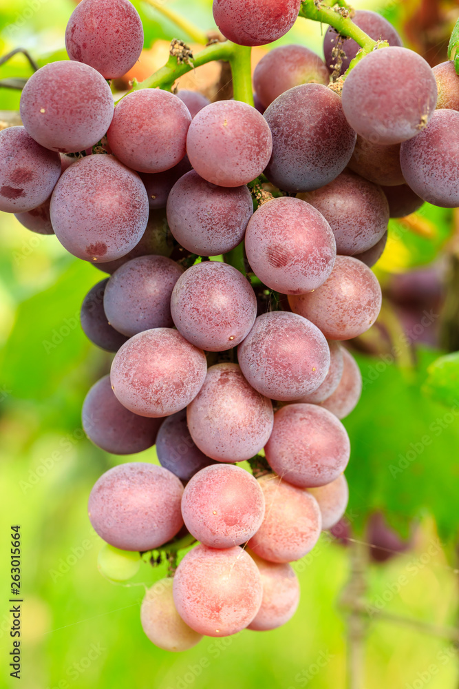 果园里成熟的葡萄，自然的水果