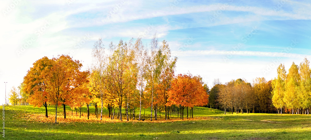 美丽明亮的秋季自然景观宽格式，金黄色和橙色的树木闪闪发光