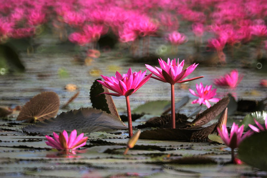 池塘里的红莲花