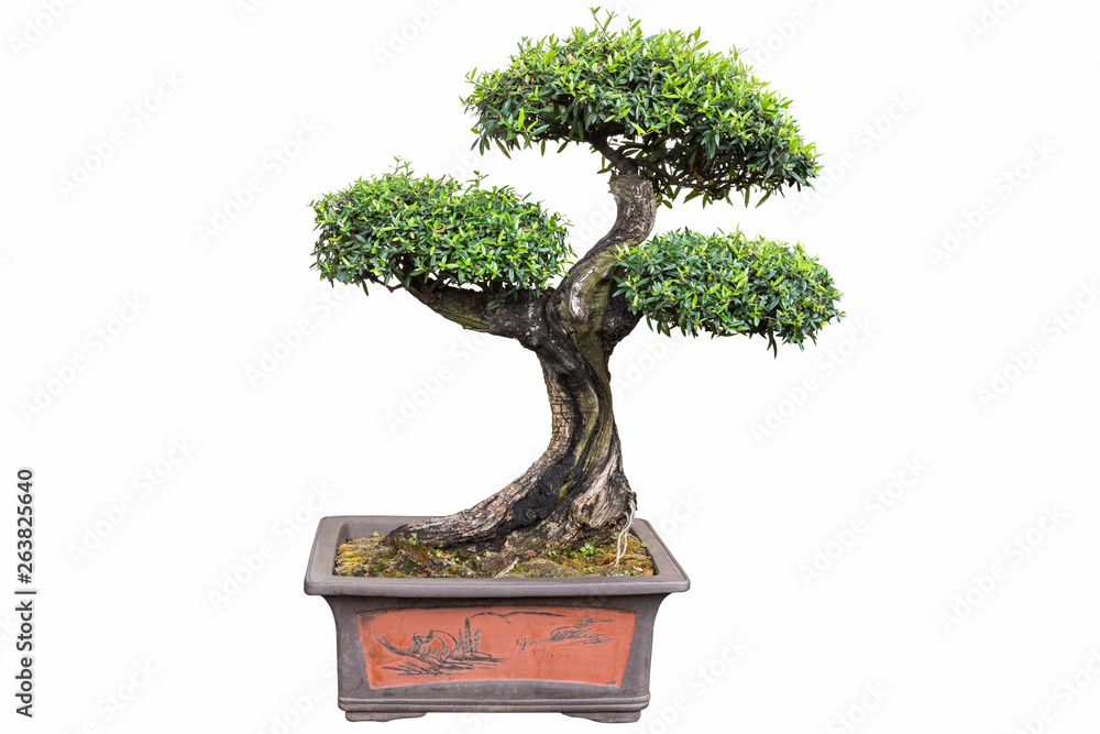 夹竹桃盆景树