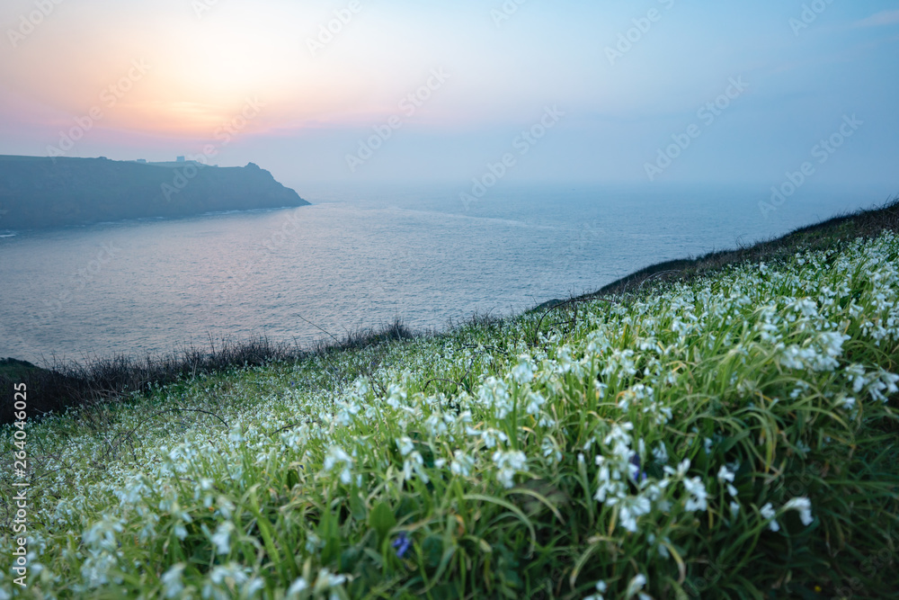 wild flowers on the ocean coast against the blue sky