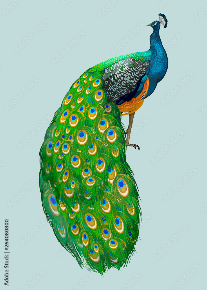 Hand drawn peacock