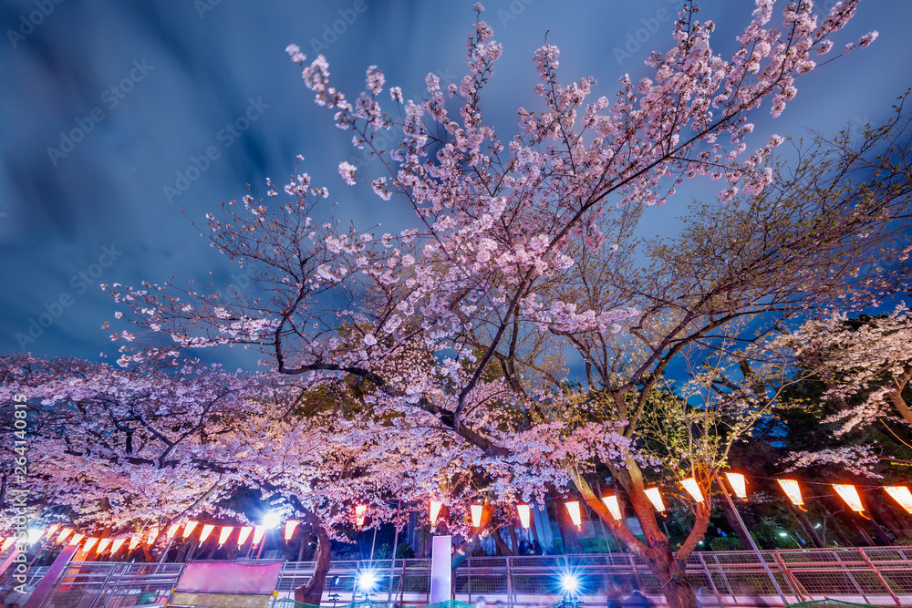 ライトアップされた夜の桜
