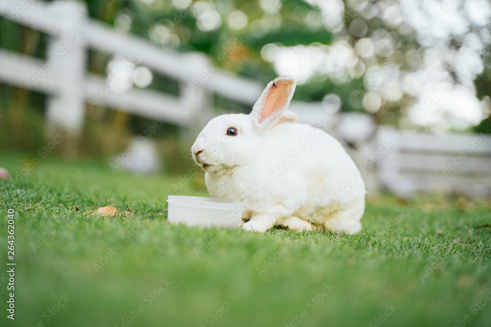 Little rabbit on green grass in summer day