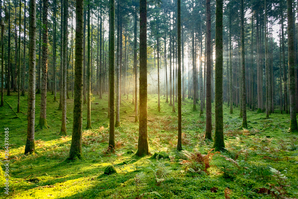 清晨长满青苔的森林树木景观中美丽的金色阳光。