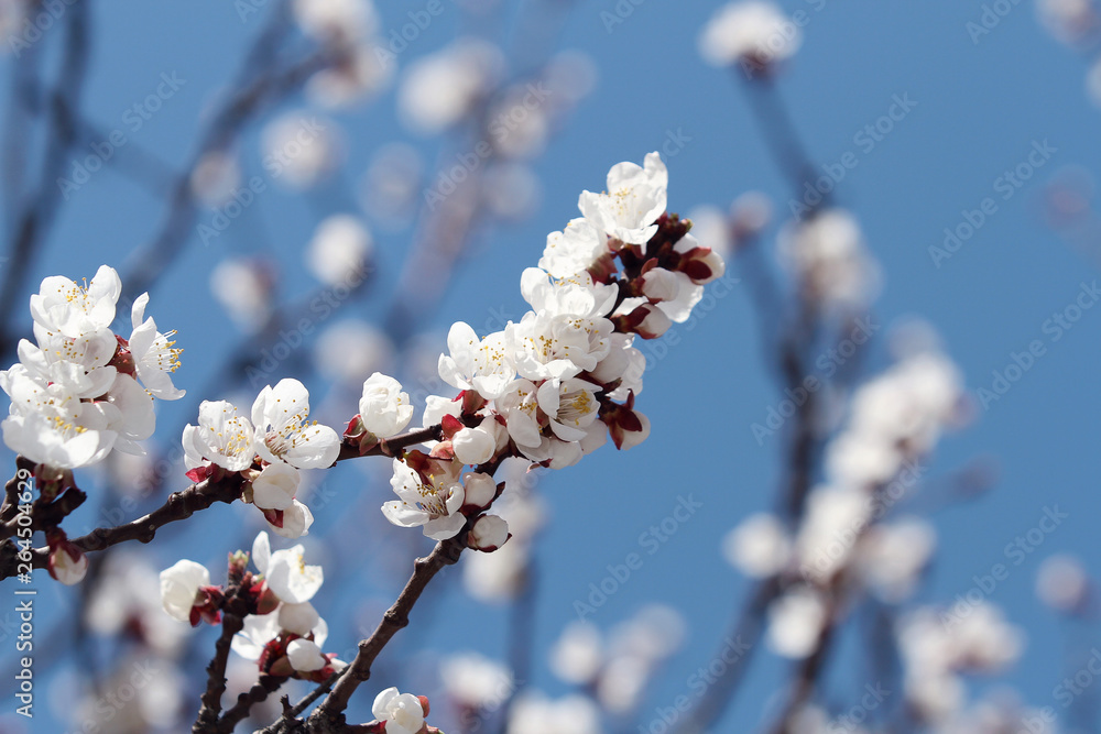 white apricot blossom on blue sky background