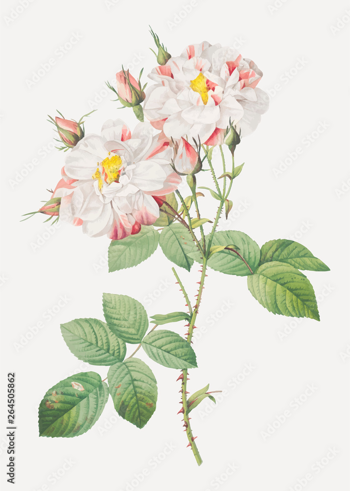 White damask rose