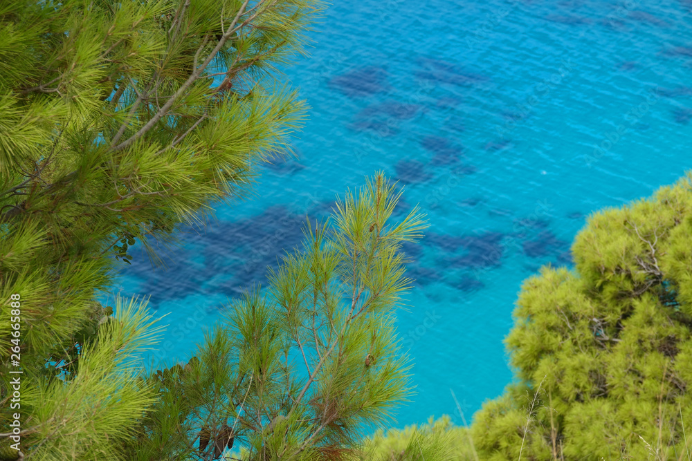 地中海松树的树冠在平静的绿松石色海洋上伸展。