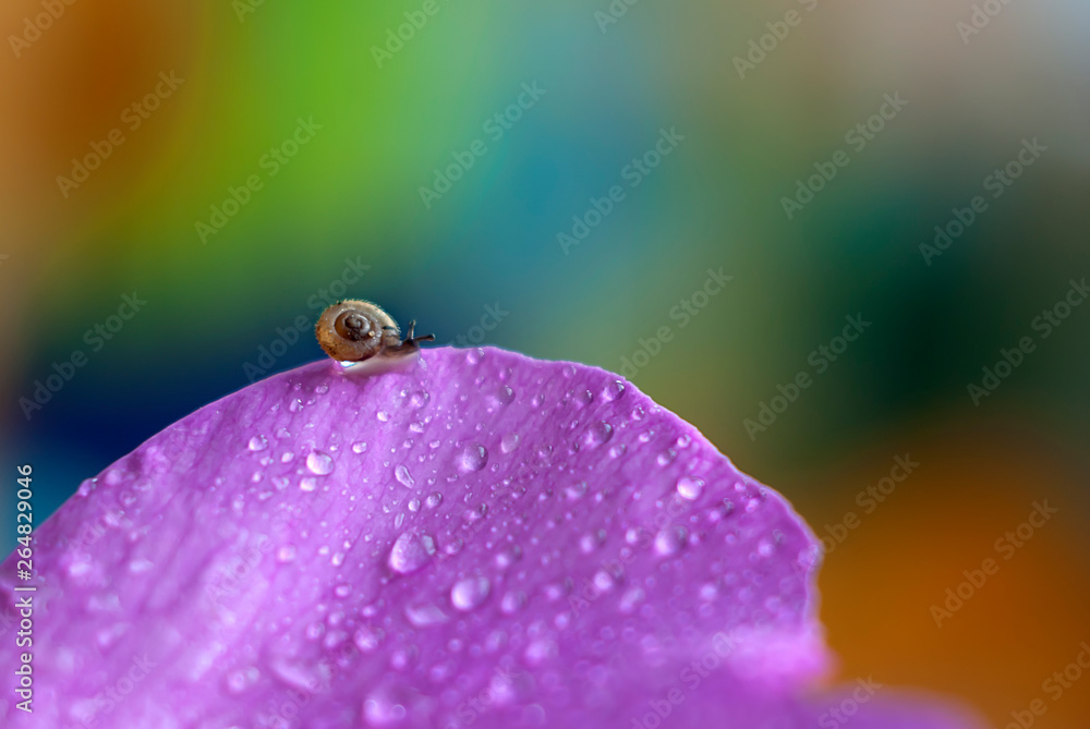 彩虹背景下粉红色花瓣上的小蜗牛