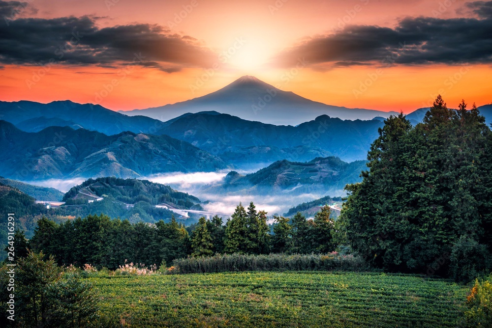日本静冈日出时的富士山和绿茶田。