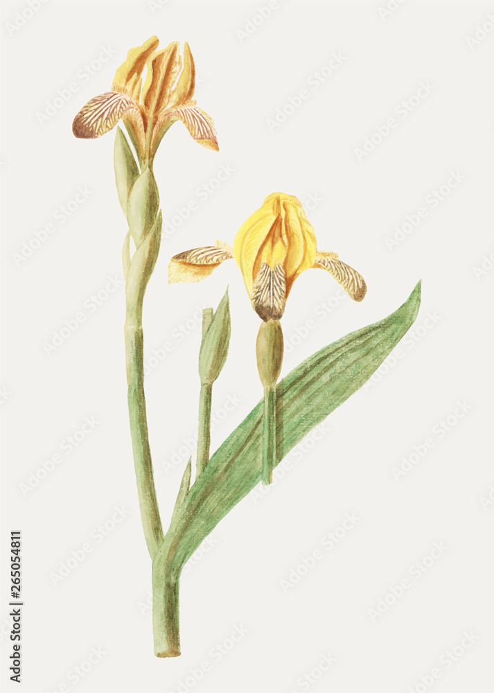 Yellow iris in vintage style