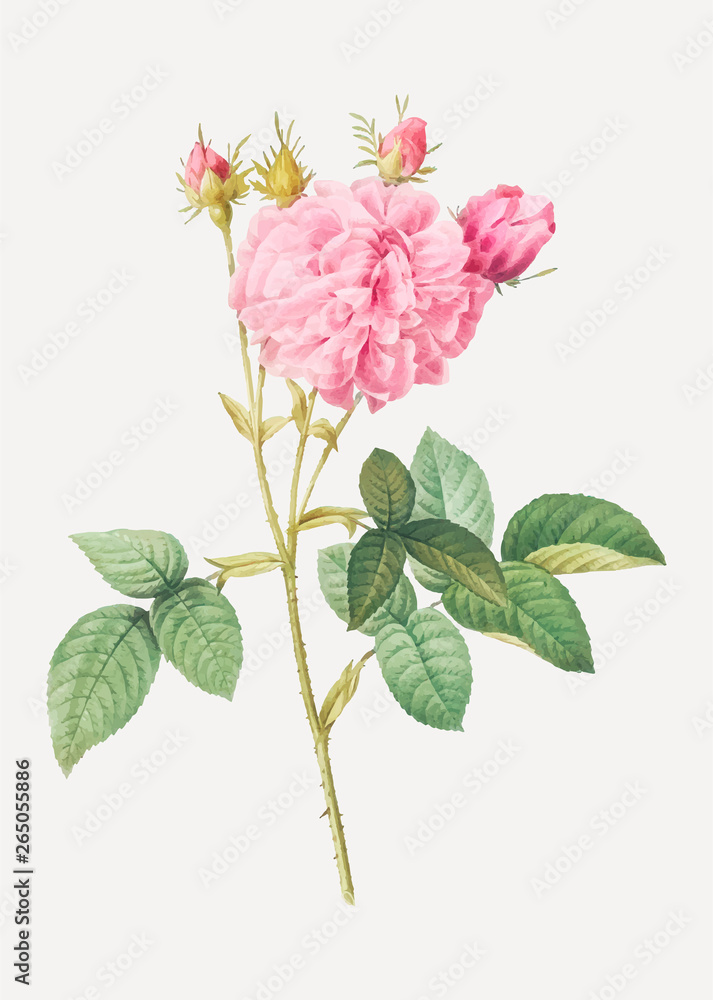 Pink Agatha rose