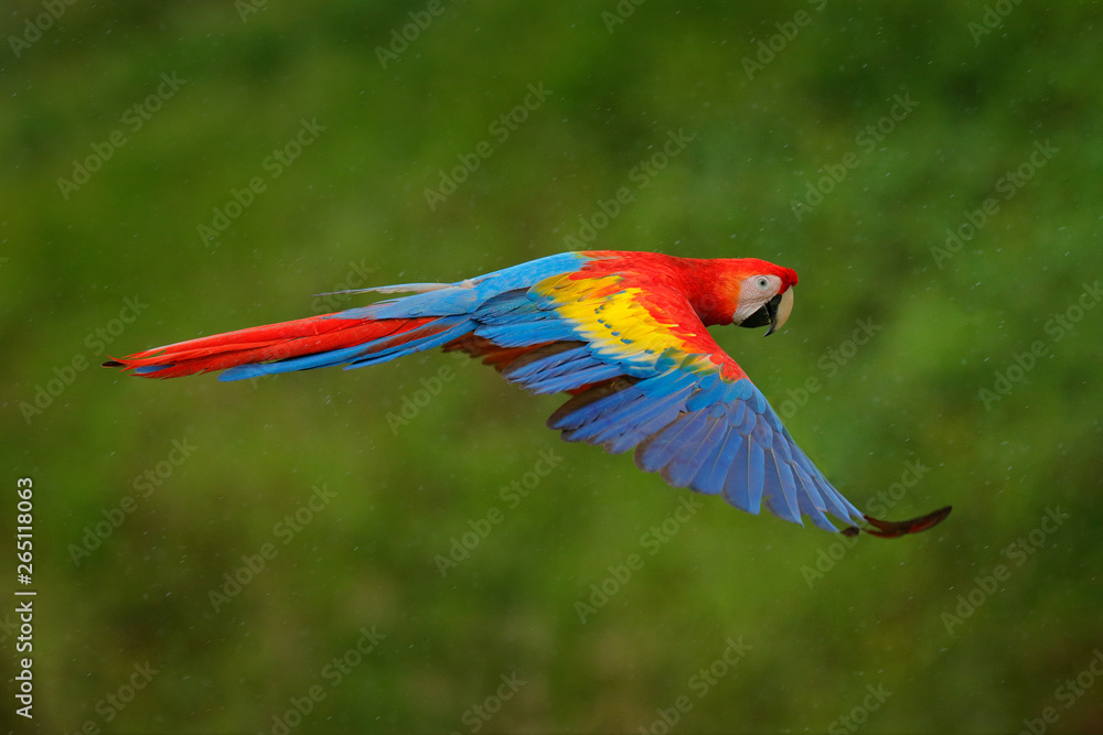 Macaw parrot flying in dark green vegetation with beautiful back light and rain. Scarlet Macaw, Ara 