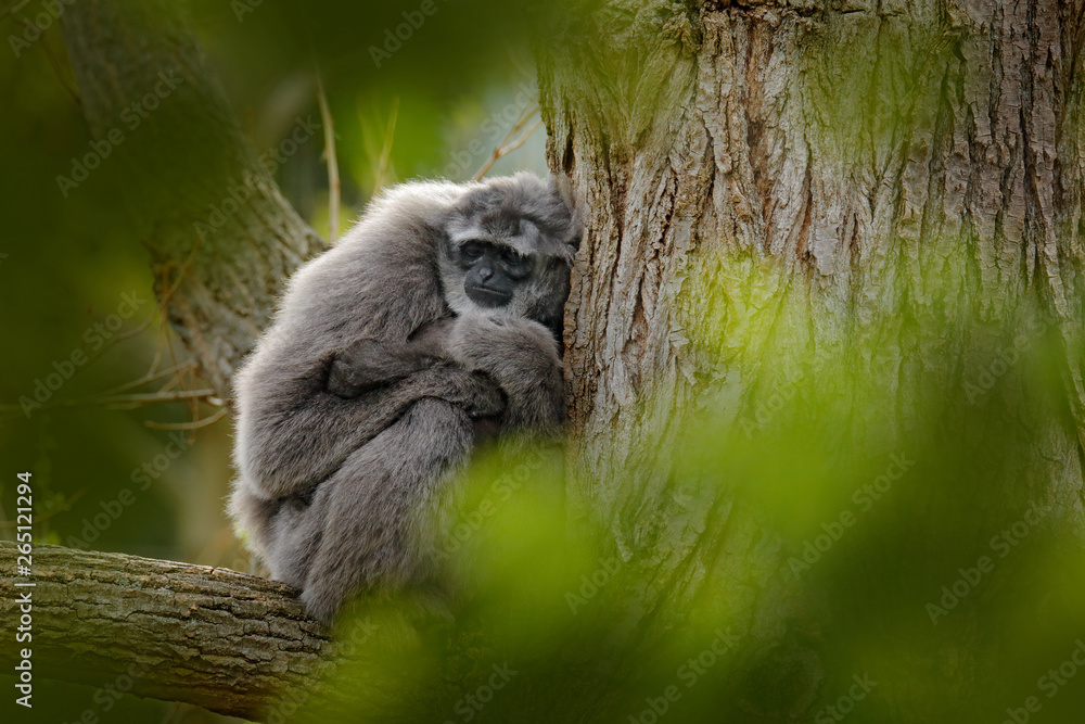 Javan Silvery Gibbon, Hylobates moloch, monkey in the nature forest habitat. Grey gibbon on the tree