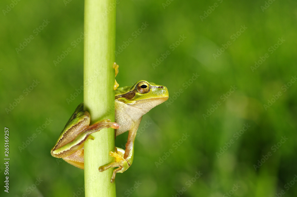 草地上的绿色树蛙