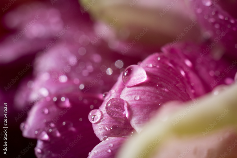 水滴背景的郁金香花瓣。特写照片，宏观摄影。贺卡。花朵