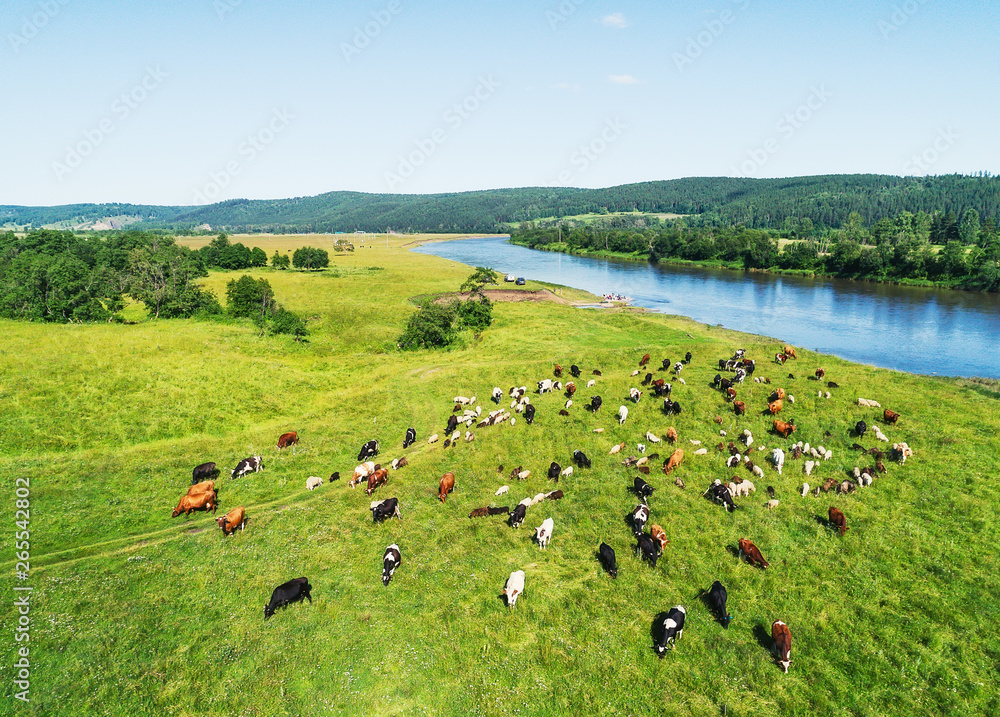 河流附近绿色草地上牛群和绵羊的鸟瞰图。空气中的无人机照片