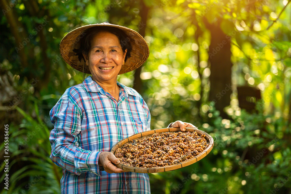 亚洲女农民拿着Kopi luwak或果子狸咖啡开心地笑着，Kopi lu瓦克或果子狸棺材