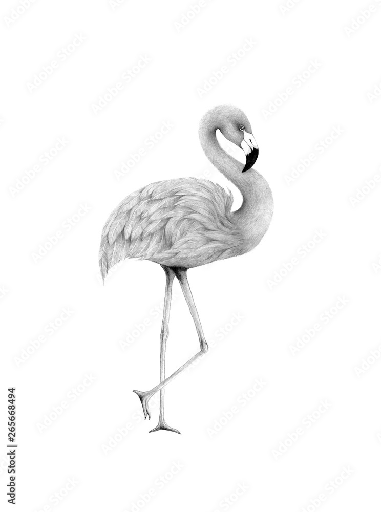 flamingo isolated,colored pencil drawing techniques,illustration