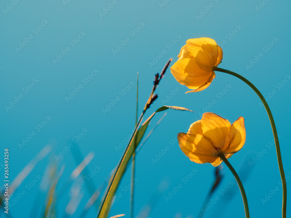 Beautiful yellow flowers on the background of the lake