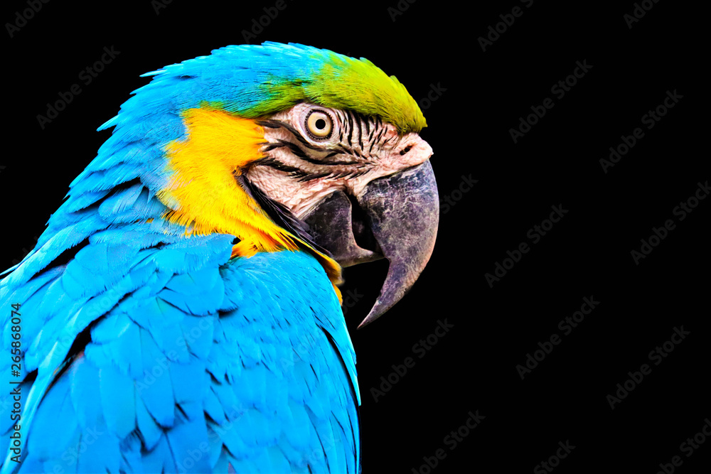 macaw isolated on black background