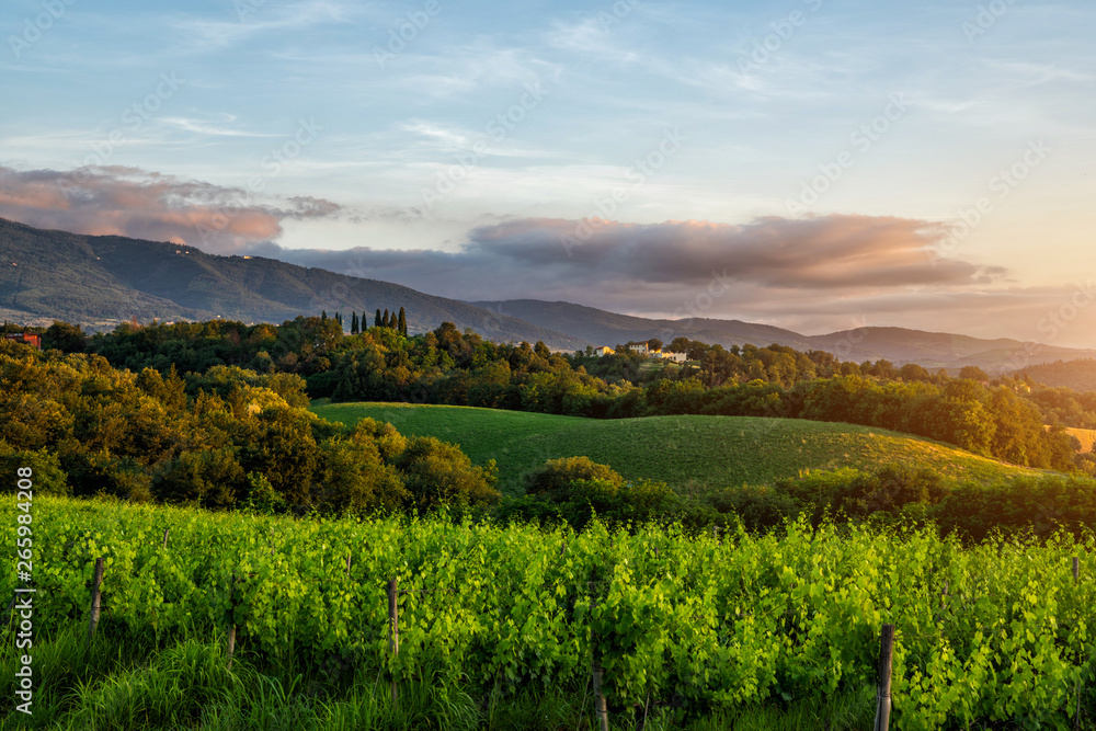 日出时的托斯卡纳景观。典型的托斯卡纳地区农舍、山丘、葡萄园。意大利。