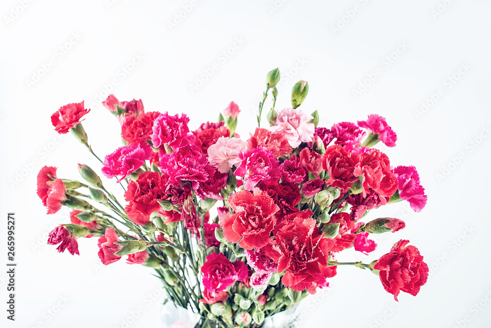 Blooming carnation flower background material