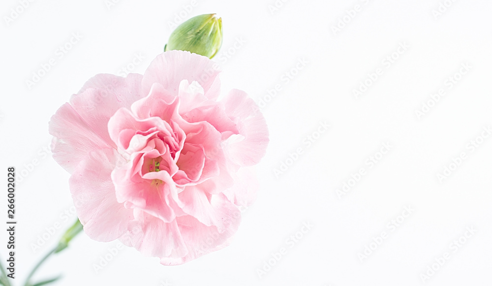 白底粉色康乃馨花