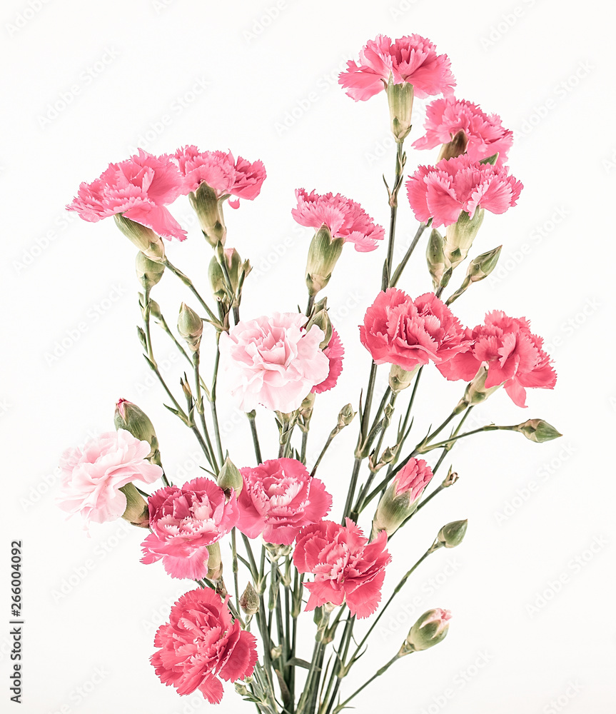 白底粉色康乃馨花