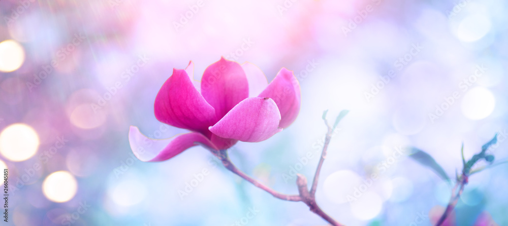 粉红木兰。美丽的自然景观，盛开的树木和阳光。春天的木兰开花了