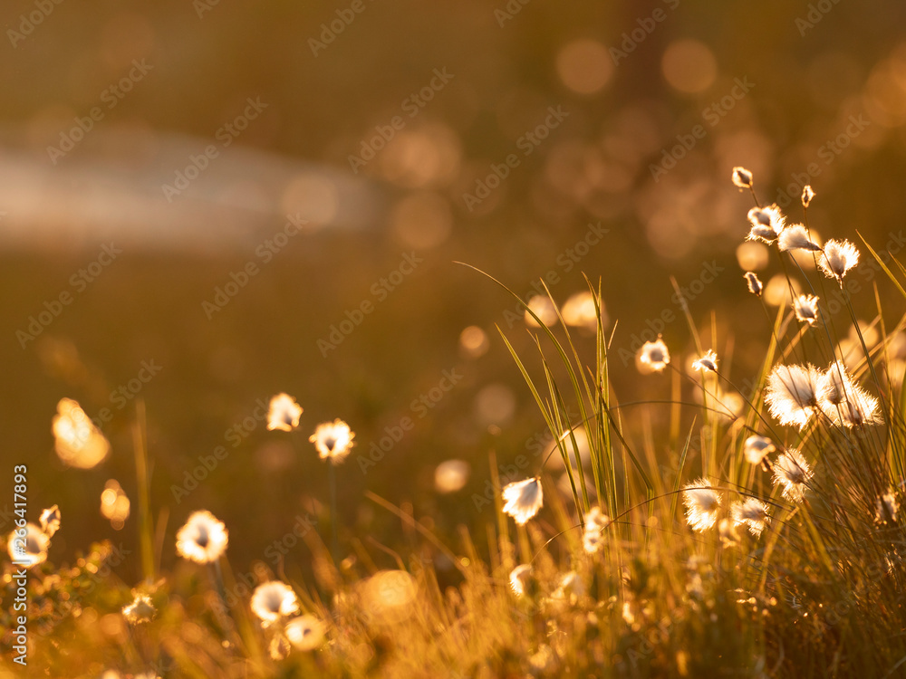 Cotton grass in the sunset light. Nature background