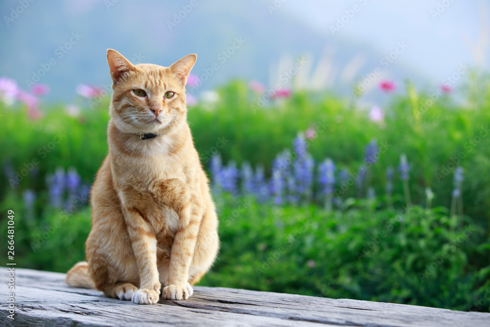 一只猫的画像，户外有花，猫坐在木椅上，背后有美丽的花田