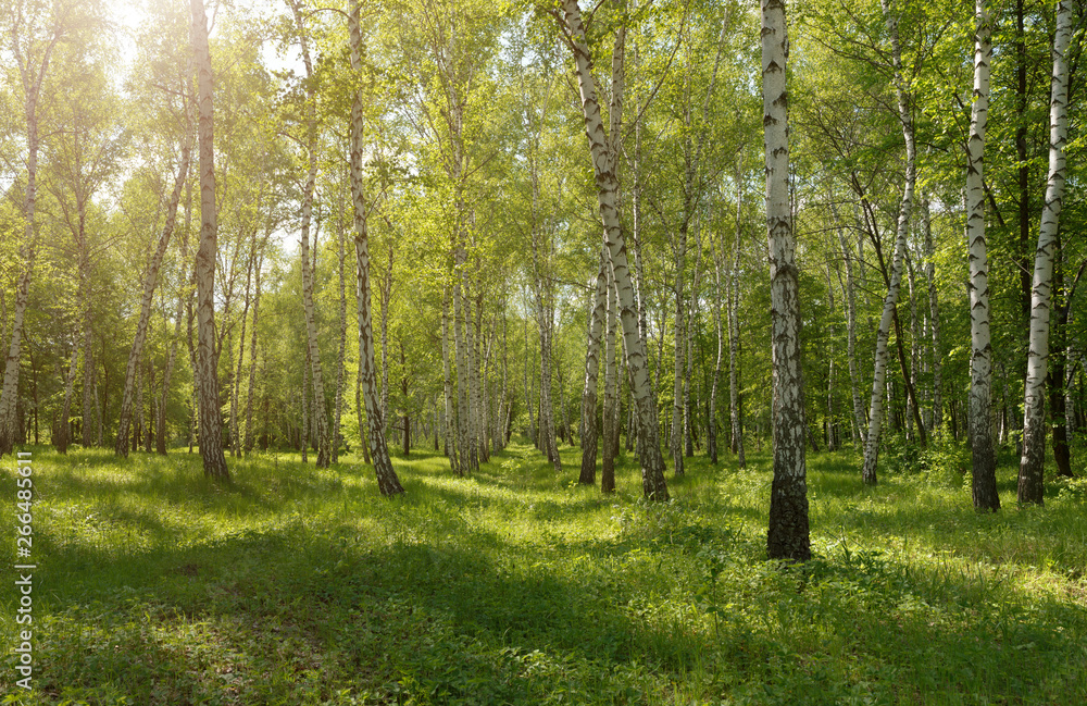 Panorama of birch park forest with warm sunlight and shade